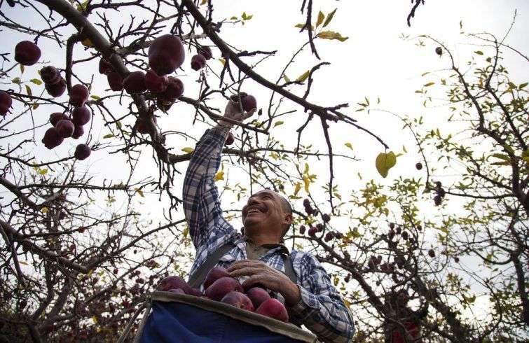 En esta imagen del 14 de noviembre se ve a Narciso Cruz recogiendo manzanas en un huerto de Tieton, Washington. Foto: Shawn Gust / Yakima Herald-Republic / via AP.