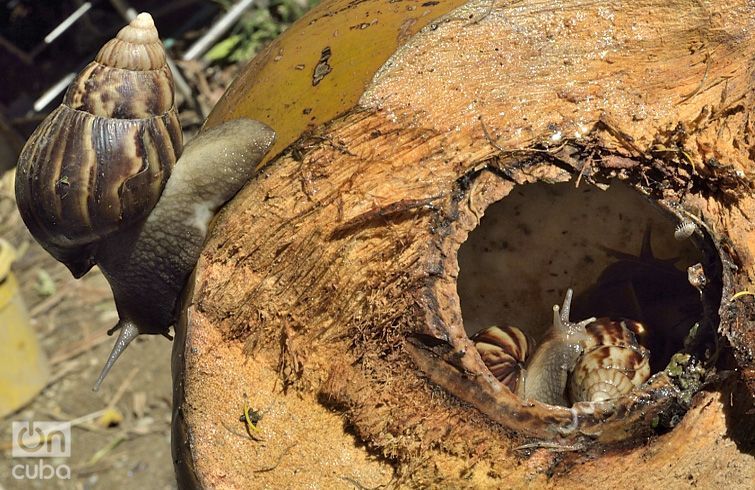 Los caracoles han invadido las tierras de una cooperativa en Arroyo Naranjo. Foto: Otmaro Rodríguez.