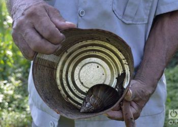 El caracol gigante africano se ha expandido por toda Cuba en pocos años. Foto: Otmaro Rodríguez / Archivo.
