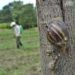El caracol gigante africano se ha expandido con rapidez por toda Cuba. Foto: Otmaro Rodríguez / Archivo.
