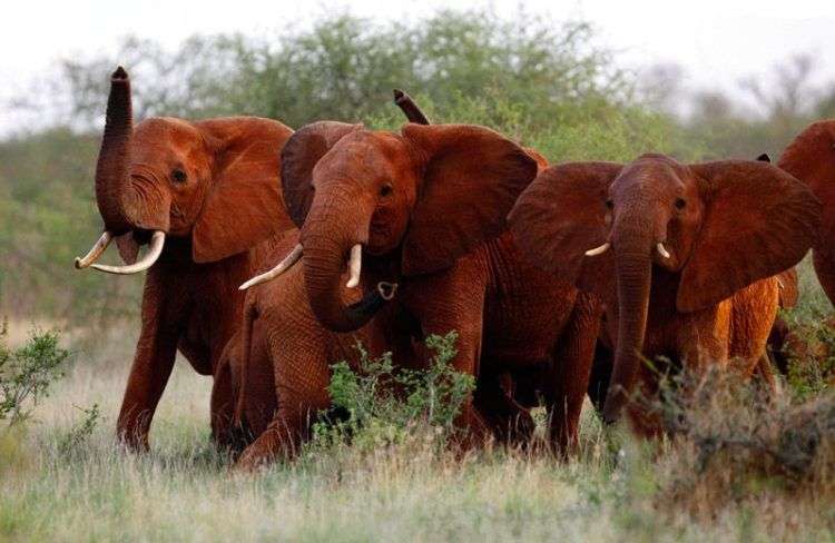 Elefantes en el parque nacional Tsavo East, en Kenia. Foto: Karel Prinsloo / AP.