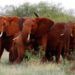 Elefantes en el parque nacional Tsavo East, en Kenia. Foto: Karel Prinsloo / AP.