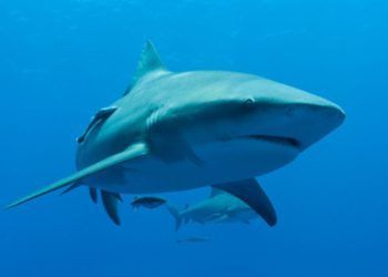 Al tiburón Toro se le atribuyen las mayor parte de los ataques reportados en Cuba. Foto: http://www.areadelfines.com.