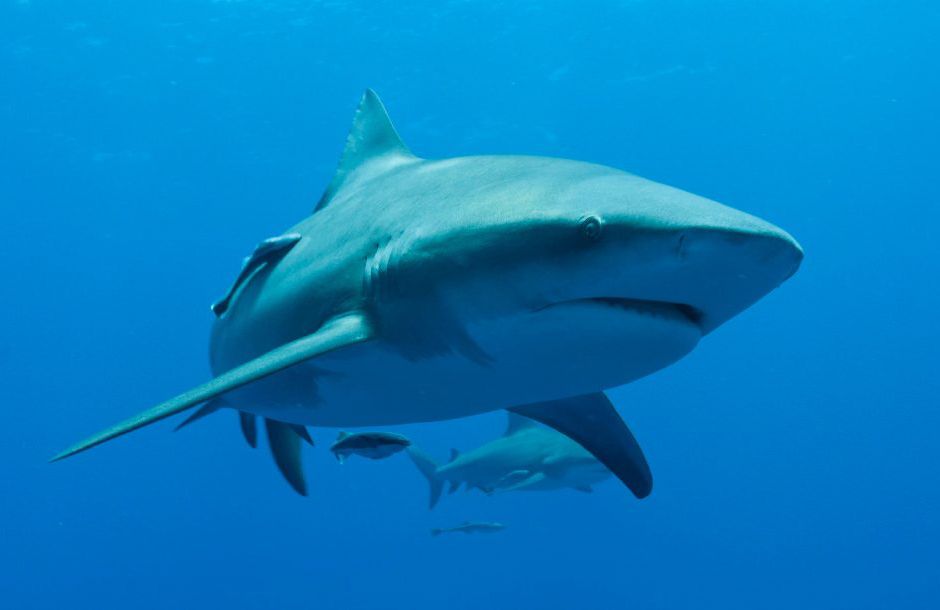Al tiburón Toro se le atribuyen las mayor parte de los ataques reportados en Cuba. Foto: http://www.areadelfines.com.
