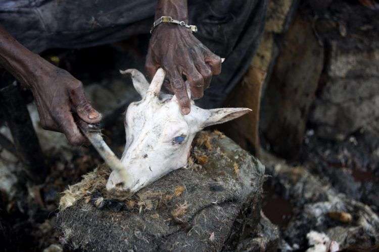 Gesner Sagaille, de 65 años, saca un ojo de la cabeza de una cabra sacrificada, en el mercado de La Saline, en Puerto Príncipe, Haití. Los trabajadores del mercado de carne que abastece a la capital se quejan de las malas condiciones laborales, pero saben que tienen pocas opciones más que seguir trabajando allí. (AP Foto/Dieu Nalio Chery)