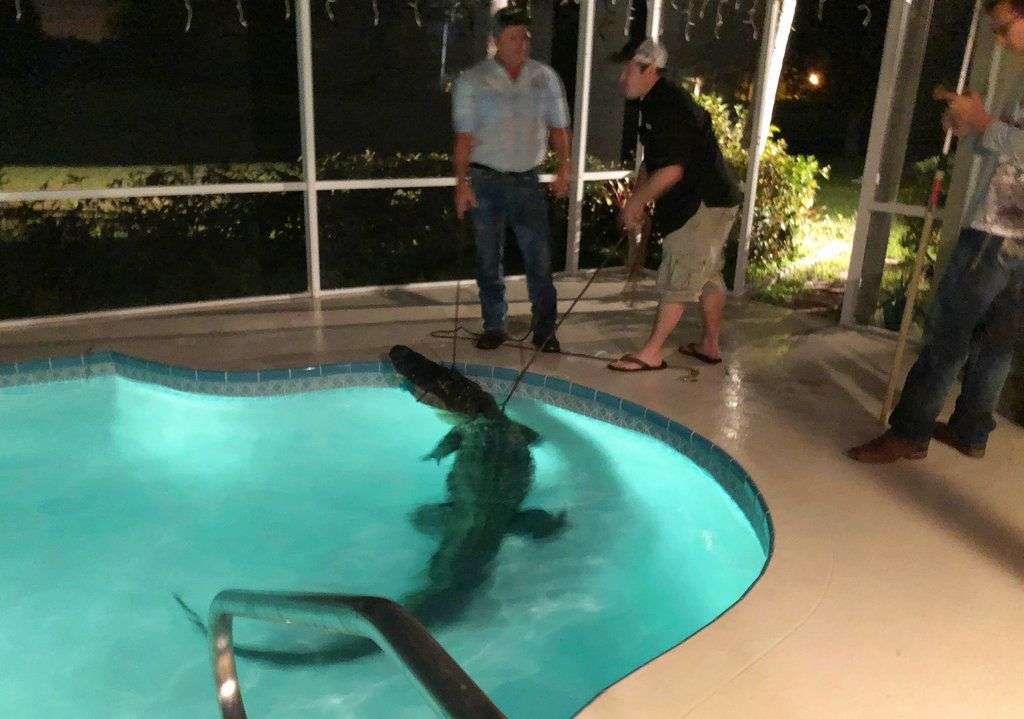 Expertos retiran a un caimán de una piscina en Sarasota, Florida. La policía recibió la llamada sobre la presencia del animal en el lugar el viernes 30 de marzo. Foto: Oficina del Sheriff del Condado Sarasota vía AP.