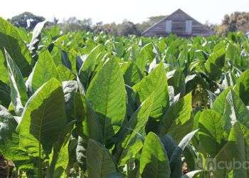 Producción de tabaco en Cuba