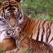 Tigre de Bengala. Foto: hcd-alejandramarin.blogspot.com