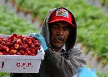 Trabajadores recolectores de fresas en Oxnard, California. En su mayoría son inmigrantes mexicanos. Foto: David Bacon / cuartoscuro.com.