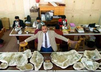 Hesham Sallam, responsable del Centro de Paleontología de Vertebrados en la Universidad de Mansoura, muestra huesos de un dinosaurio del Cretácico en Mansoura, Egipto. Foto: Amr Nabil / AP.