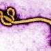 El virus del ébola visto en una imagen micrográfica electrónica coloreada, sin fecha, provista por los Centros de Control de Enfermedades de EEUU. Foto: Frederick Murphy / CDC vía AP / Archivo.