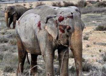 Uno de los elefantes que recibió heridas. Foto: Twitter.