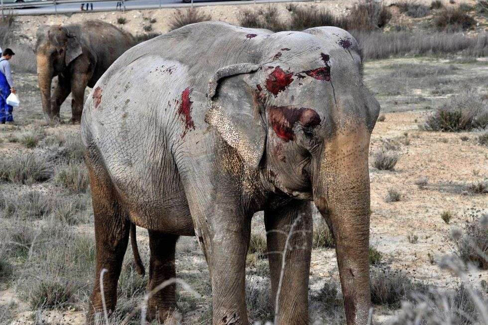 Uno de los elefantes que recibió heridas. Foto: Twitter.
