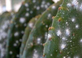 La cochinilla (Dactylopius coccus) es un insecto parásito de plantas perteneciente a la familia Dactylopidae, cuyo huésped son los nopales o tunas.