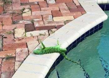 Iguana aturdida por el frío en Boca Ratón, Florida, hoy. Foto: Frank Cerabino.