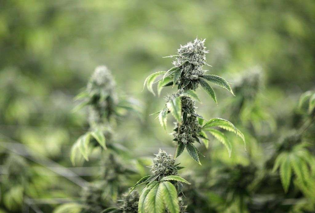 Plantas de marihuana en la Desert Grown Farms de Las Vegas. Foto: John Locher / AP.