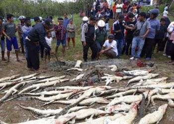 Cadáveres de los cocodrilos que mataron aldeanos en Sorong, Papúa Occidental, Indonesia. Foto: AP.