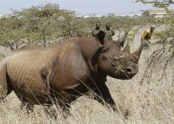 Un rinoceronte negro hembra en el Parque Nacional Nairobi, en 2006. Varios ejemplares de esta especie en peligro crítico de extinción murieron cuando se intentaba trasladarlos cientos de kilómetros a un parque nacional en Kenia. Foto: Sayyid Abdul Azim / AP.