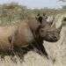 Un rinoceronte negro hembra en el Parque Nacional Nairobi, en 2006. Varios ejemplares de esta especie en peligro crítico de extinción murieron cuando se intentaba trasladarlos cientos de kilómetros a un parque nacional en Kenia. Foto: Sayyid Abdul Azim / AP.