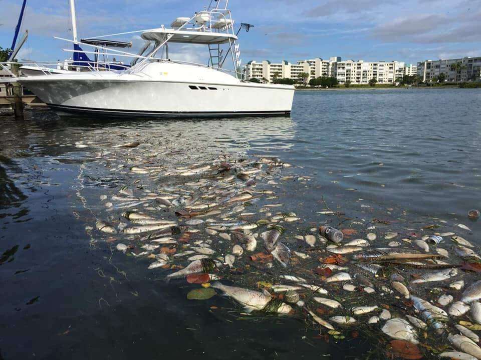 Peces flotan muertos en el suroeste de la Florida debido a la marea roja. Foto cortesía de Maureen Kloss.