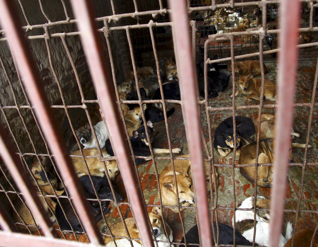 Varios perros en la jaula de uno de los mayores proveedores de perros para consumo humano en Hanói, Vietnam, en 2011. Foto: Na Son Nguyen / AP.