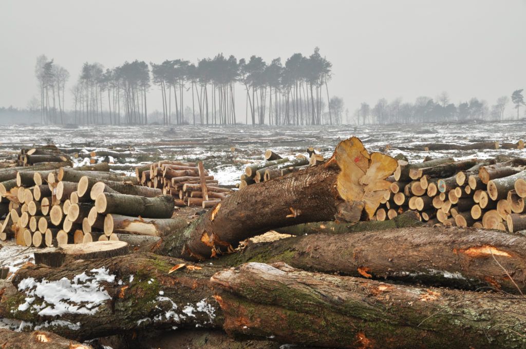 Un bosque talado durante el invierno. (Foto: WWF)
