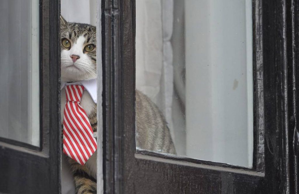 El gato de Julian Assange en una de las ventanas de la Embajada de Ecuador en Londres. Foto: EFE.
