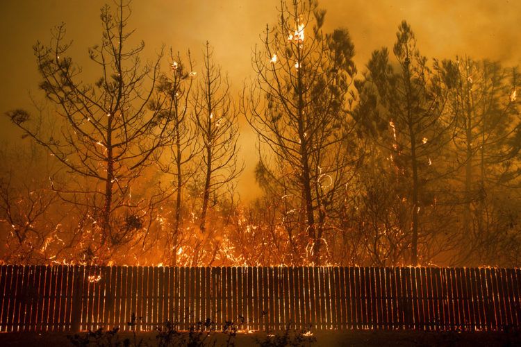 Las llamas llegan a lo alto de los árboles en Paradise, California, el 8 de noviembre de 2018. Un nuevo informe federal advierte que ese tipo de desastres climáticos extremos están empeorando en Estados Unidos. (AP Foto/Noah Berger.)