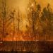 Las llamas llegan a lo alto de los árboles en Paradise, California, el 8 de noviembre de 2018. Un nuevo informe federal advierte que ese tipo de desastres climáticos extremos están empeorando en Estados Unidos. (AP Foto/Noah Berger.)