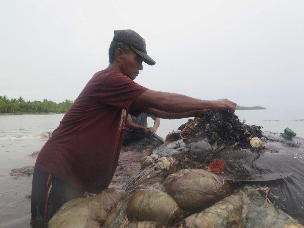 Un aldeano retira el plástico del interior de la ballena (Foto: AP)
