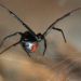 Viuda Negra o araña del trigo. Foto: hablemosdeinsectos.com