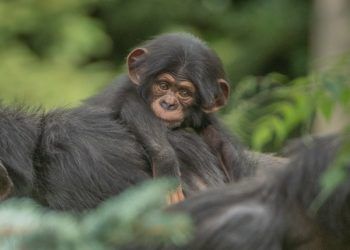 Foto: Chester Zoo/Twitter.