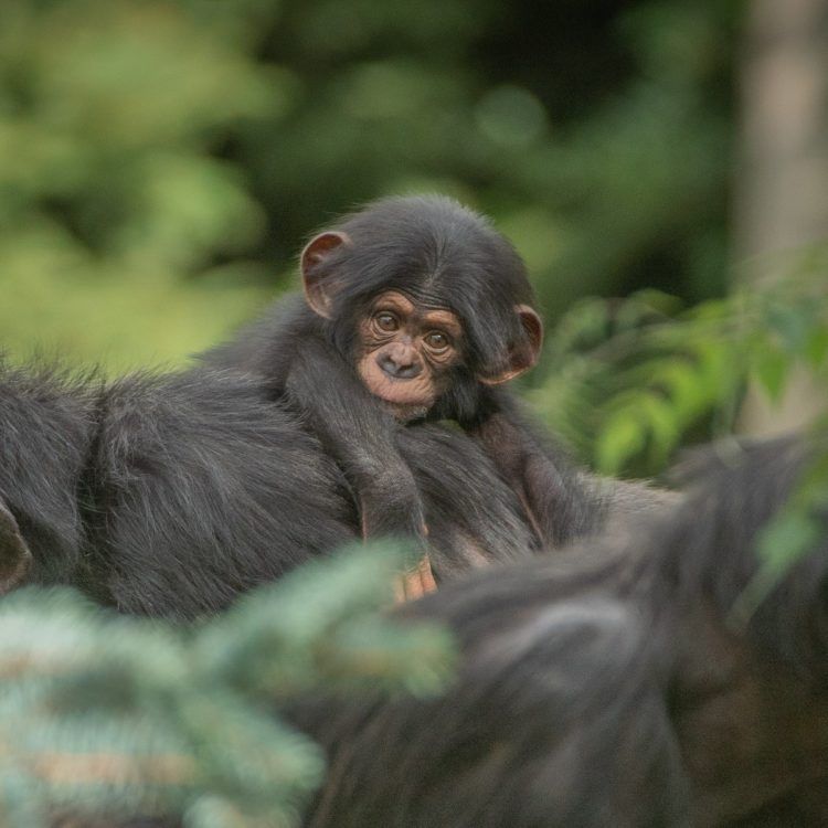 Foto: Chester Zoo/Twitter.