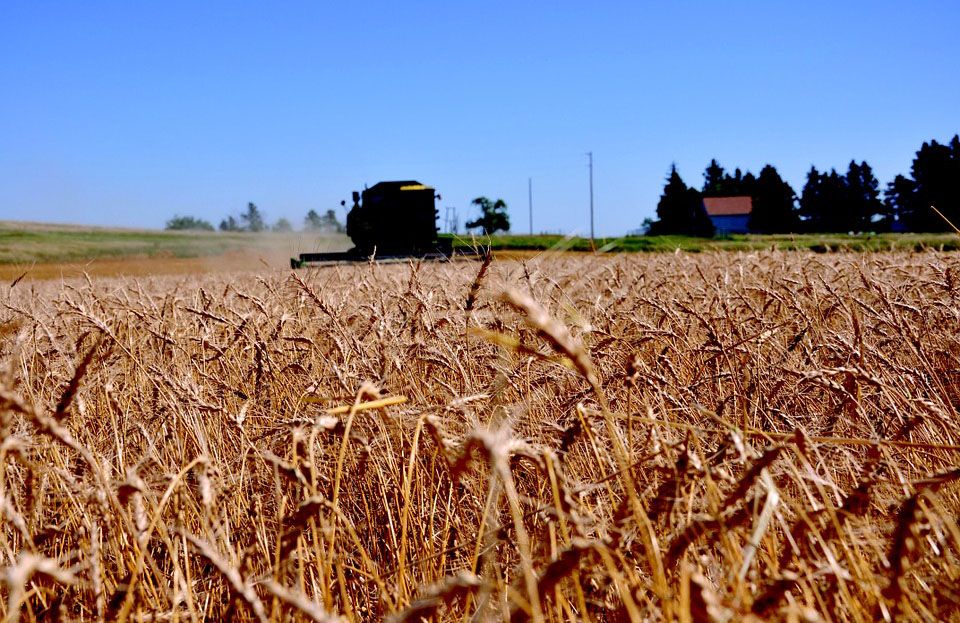 Cosecha de trigo en Dakota del Norte, Estados Unidos. Foto: pixabay.com