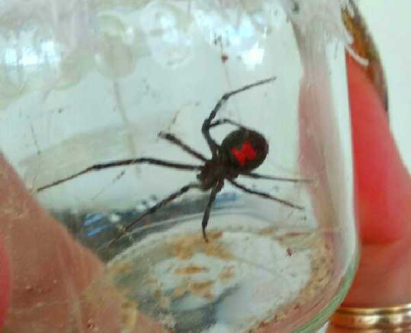 Araña capturada en Jatibonico y enviada al Instituto de Medicina Tropical Pedro Kourí de La Habana. Foto: Escambray.