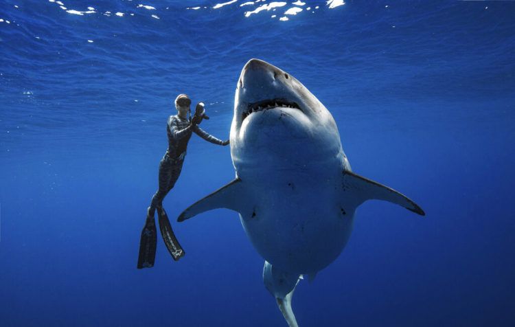 En esta fotografía del 15 de enero de 2019 facilitada por Juan Oliphant, Ocean Ramsey, activista e investigadora marina, nada junto a un gran tiburón blanco frente a las costas de Oahu, en Hawai. Foto: Juan Oliphant vía AP.