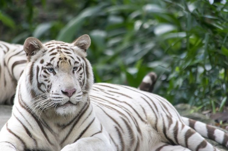 El Tigre Blanco de Bengala se halla entre las especies que llegarán en 2019 al Zoológico Nacional de Cuba. Foto: tiendatigres.com