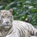 El Tigre Blanco de Bengala se halla entre las especies que llegarán en 2019 al Zoológico Nacional de Cuba. Foto: tiendatigres.com