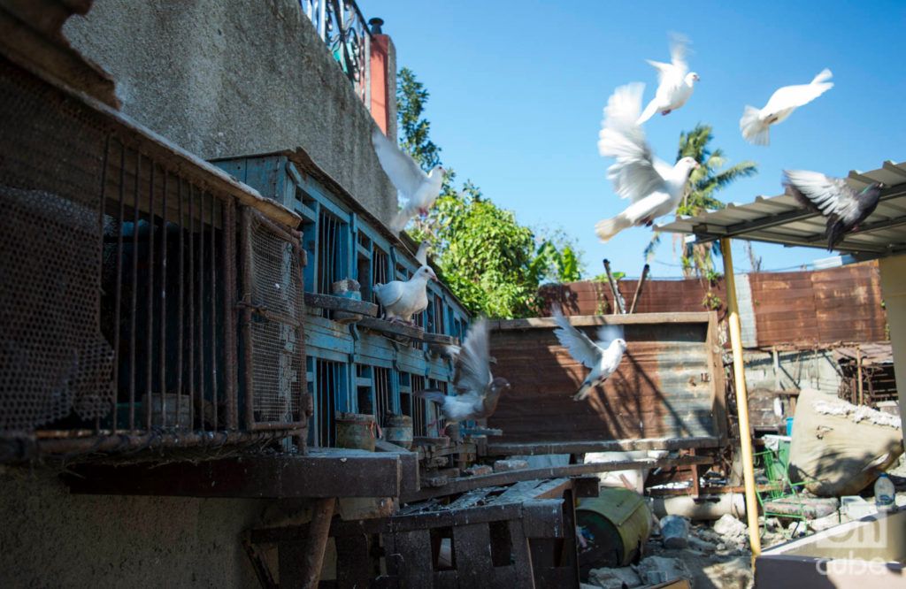 Las palomas de Lázaro y Osmany, en su casa en el reparto Modelo del municipio habanero de Regla, un mes después del tornado del 27 de enero de 2019. Foto: Otmaro Rodríguez.