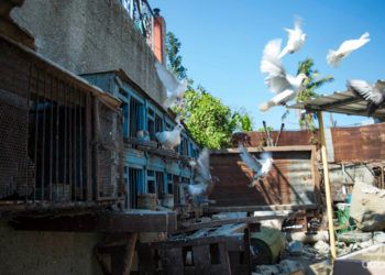 Las palomas de Lázaro y Osmany, en su casa en el reparto Modelo del municipio habanero de Regla, un mes después del tornado del 27 de enero de 2019. Foto: Otmaro Rodríguez.