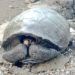 Tortuga de la especie Chelonoidis phantasticus, que se creía extinta, encontrada en la isla Fernandina del archipiélago de Galápagos. Foto: @Marcelo_MataG / Twitter.