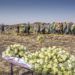 Un grupo de operarios pasa junto a las flores depositadas en el lugar donde se estrelló un Boeing 737 Max 8 de Ethiopian Airlines poco después de despegar con 157 personas a bordo, cerca de Bishoftu, o Debre Zeit, al sur de Adís Abeba, en Etiopía, el 13 de marzo de 2019. Foto: Mulugeta Ayene / AP.