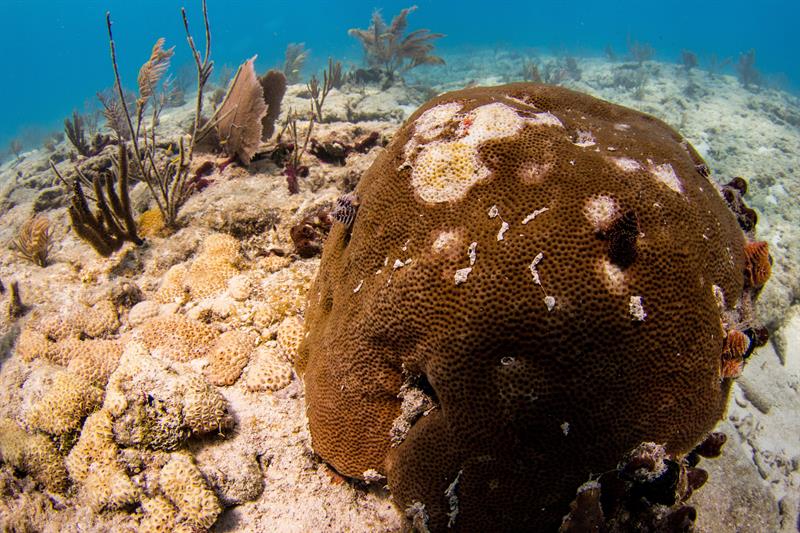Fotografía cedida por el Laboratorio Marino Mote donde se observa unos corales atacados por una enfermedad que destruye el tejido de los corales vistos durante una inmersión en 2018 en los Cayos de Florida. Foto: EFE/Conor Goulding/Mote Marine Laboratory.