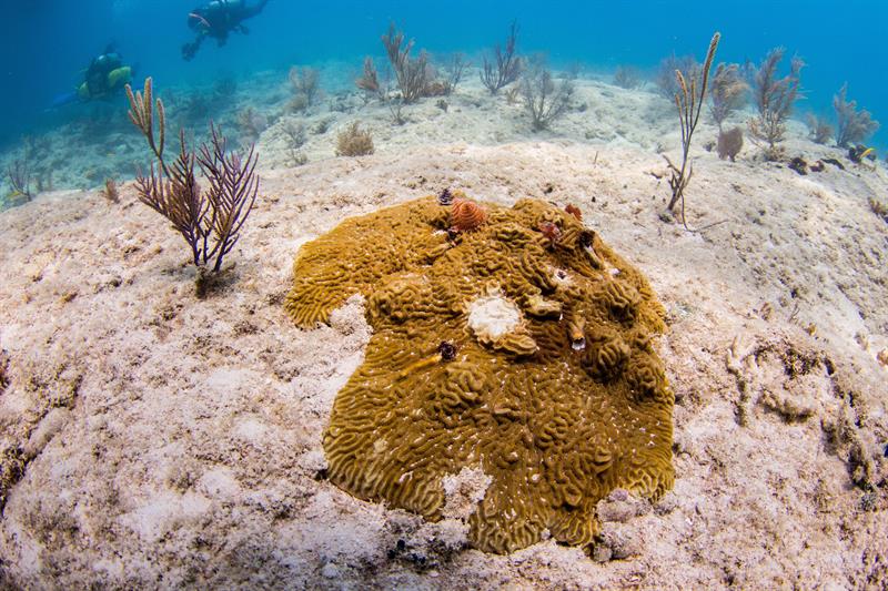 Los arrecifes de coral de Florida están en peligro de desaparecer en un "futuro cercano" si no se gana la batalla a una enfermedad que los está matando y que, según los científicos, puede haberse ya extendido a otras zonas del Caribe. EFE/Conor Goulding/Mote Marine Laboratory.