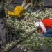 El familiar de una de las vícitmas del accidente de un avión de Ethiopian Airlines llora a su ser querido sobre un arreglo floral en el lugar del choque, cerca de Bishoftu, sur-este de Adís Abeba, en Etiopía, el viernes 15 de marzo del 2019. Foto: Mulugeta Ayene / AP.