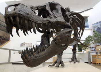 Tyrannosaurus rex exhibido en el Museo de Historia Natural y Ciencias de Nuevo México, en Albuquerque, Nuevo México. (AP Foto/Susan Montoya Bryan)