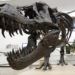 Tyrannosaurus rex exhibido en el Museo de Historia Natural y Ciencias de Nuevo México, en Albuquerque, Nuevo México. (AP Foto/Susan Montoya Bryan)
