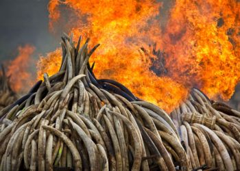 En esta imagen de archivo, tomada el 4 de septiembre de 2017, piras de marfil arden en el Parque Nacional de Nairobi, en Kenia. (AP Foto/Ben Curtis)
