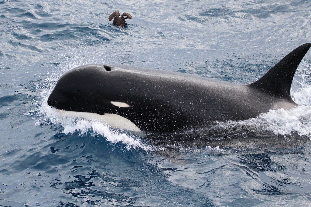 Foto sin fecha facilitada por Paul Tixier en marzo de 2019 que muestra a una ballena orca que pudiera pertenecer a una nueva subespecie hasta ahora no descubierta. Foto: Paul Tixier / CEBC CNRS / MNHN Paris vía AP.