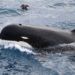 Foto sin fecha facilitada por Paul Tixier en marzo de 2019 que muestra a una ballena orca que pudiera pertenecer a una nueva subespecie hasta ahora no descubierta. Foto: Paul Tixier / CEBC CNRS / MNHN Paris vía AP.